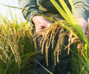 Productores de arroz preocupados por malezas resistentes a herbicidas