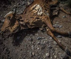 El fenómeno de El Niño llegó a Centroamérica con efecto de sequía sobre la mayoría de sus países. (Foto: AFP)