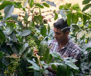Productores de café de Costa Rica reciben US$37 menos por fanega por tipo de cambio
