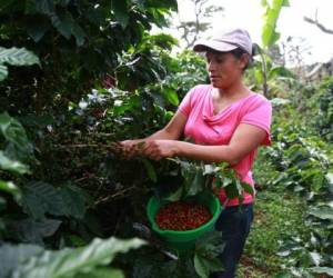 El café fue el principal producto agrícola de exportación, con US$786,2 millones. (Foto: laprensa.hn).