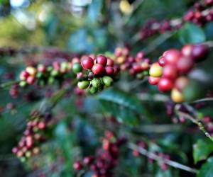 <i>El 60% de las exportaciones de café de Honduras van al mercado europeo.</i>