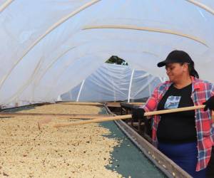 El Salvador exporta 30 % menos café en primeros meses de cosecha 2022-2023