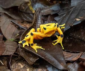 <i>Fotografía cedida por el Instituto Smithsonian de Investigaciones Tropicales (STRI) que muestra a una rana dorada (Atelopus zeteki) liberada en su habitad natural en Panamá. La rana dorada, un anfibio endémico de Panamá no visto en estado silvestre desde hace casi dos décadas, volvió a la naturaleza con la liberación de especímenes criados en cautiverio, informó este miércoles el STRI. EFE/ Ana Endara/ Instituto Smithsonian</i>