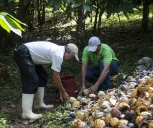 Cooperativas y pequeños y medianos productores de Honduras y Nicaragua están sembrando cacao, un cultivo de origen precolombino, que representa una oportunidad para mejorar su nivel de vida. Foto cortesía de APEN Nicaragua.
