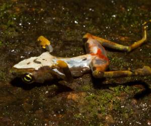 AME2787. CIUDAD DE PANAMÁ (PANAMÁ), 22/08/2025.- Fotografía cedida por el Zoológico del Smithsonian y el Instituto Nacional de Biología de la Conservación de una rana muerta por un hongo quítrido. EFE/ Roshan Patel / Zoológico del Smithsonian / Instituto Nacional de Biología de la Conservación/
