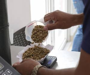 <i>El café especial geisha, el más caro del mundo y producido en Panamá, tiene una cosecha muy pequeña este año debido a la variabilidad climática, algo que, sin embargo, puede redundar en un producto con mejores características. EFE/ Marcelino Rosario</i>