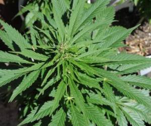 En Uruguay se consumen entre 18 y 22 toneladas de marihuana por año. (Foto: Archivo)