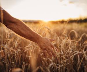 USDA alerta que la producción mundial de trigo caería en 2023/2024