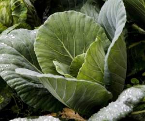 Según el Instituto Regional de Estudios en Sustancias Tóxicas (IRET) de la Universidad Nacional, Costa Rica es el país de la región que consume más agroquímicos, unos 20 kilos de ingrediente activo por hectárea. (Foto: AFP).