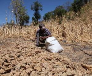 La situación climática en Centroamérica tiende a agravarse por la tendencia de los últimos años a una irregular distribución de las precitipaciones y las canículas cada vez más prolongadas que perjudican la producción de alimentos.