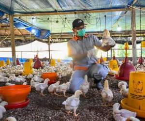 China registra la primera muerte por gripe aviar H3N8 en el mundo