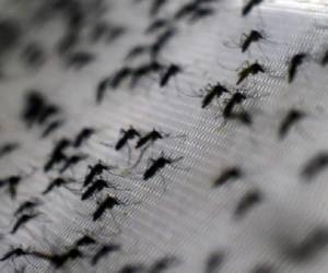 Con 400 millones de nuevas infecciones de dengue por año, incluso en países desarrollados, esta primera vacuna llamada Dengvaxia podría llegar a generar en un futuro más de US$1.000 millones anuales, según el laboratorio. (Foto: AFP).