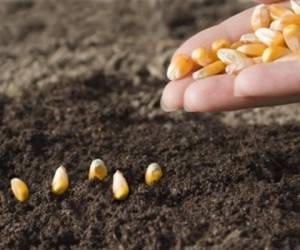 El maíz ha sido uno de los productos más afectados por la sequía (Foto: 123RF)
