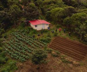 <i>Panamá logró reducir la prevalencia de la subalimentación en los últimos 25 años, al pasar de 23,3 % en el período 2000-2002 a 4,7 % en 2023-2025. Foto de cortesía</i>