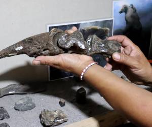 <i> Fotografía muestra un dedo de perezoso gigante fosilizado encontrado por los hermanos Cristian y Amado Vargas en Coto Brus (Costa Rica). EFE/ Douglas Marín</i>