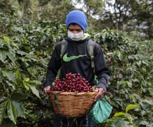 A coffee picker, wearing a face mask for protection against the coronavirus disease (COVID-19), picks coffee beans at La Hammonia, Selva Negra coffee farm in Matagalpa, Nicaragua on January 28, 2022. - Protected by masks and keeping their distance, hundreds of coffee pickers carefully pick the golden beans in the plantations of northern Nicaragua, an agricultural country struggling to keep its economy going in the midst of the covid-19 pandemic. (Photo by OSWALDO RIVAS / AFP)