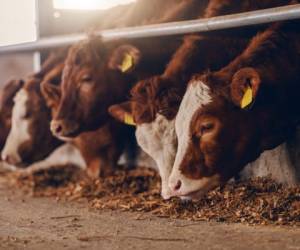 Close up of calves on animal farm eating food. Meat industry concept.