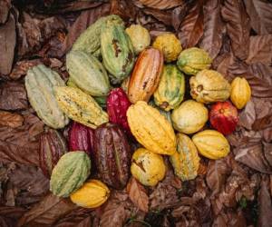 <i>Técnicas genómicas de vanguardia, incluidas secuenciaciones profundas de genomas de árboles de cacao, análisis de datos avanzados y bioinformática, para explorar similitudes y diferencias genéticas en más de 300 variedades de cacao y establecer esta colección base</i>