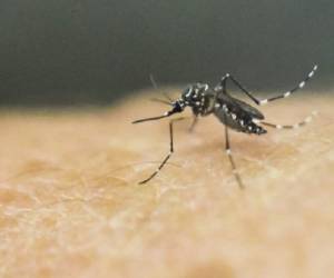 El virus que se transmite por un mosquito, generó consternación internacional por la sospecha de que frena el desarrollo del cerebro de fetos cuando contagia a mujeres en la fase inicial del embarazo.