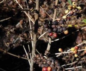 Las exportaciones de café guatemalteco cayeron 13,44% en los primeros nueve meses de la actual temporada, principalmente por la roya. (Foto: AFP).