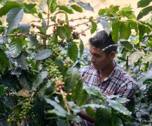 Entre los proyectos financiados, destaca Prefinanciación de exportación a Carcafe, empresa certificada por Rainforest Alliance, comprometida con el desarrollo de un sector cafetero sostenible. Foto de archivo