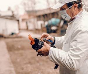 Europa vive la gripe aviar ‘más devastadora’ de su historia