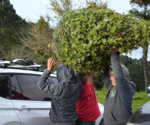 <i>Personas cargan árboles de pinabete este jueves, en San José Pinula (Guatemala). Una plantación de pinabete (Abies guatemalensis) demuestra cómo la tradición navideña de adornar con este árbol los hogares en Guatemala puede coexistir con la conservación de esta especie endémica de Mesoamérica y amenazada. EFE/ Alex Cruz</i>