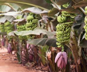 Guatemala: Productores de banano alertan de hongo para el que no hay fungicida