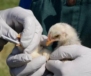 ¿Qué es la gripe aviar H3N8 detectada en humanos en China?