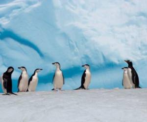 En la Antártida, el hielo perdió en la primavera austral (noviembre) casi 2 millones de km2 respecto a la media de los 30 últimos años: era de 14,5 millones de km2 en 2016, y de 16,35 millones entre 1981 y 2010. Foto AFP