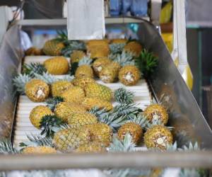 <i>Un contenedor de 54.000 libras de piña fresca saldrá desde Panamá hacia Quebec como resultado directo del programa “Formación y acompañamiento exportador hacia Canadá”. Foto de cortesía</i>