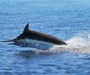 En los últimos años la pesca del pez vela ha tomado mayor demanda turística en este país centroamericano, en especial en el Pacífico.