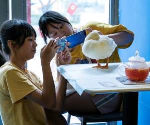 La bebida es lo de menos en 'Hey! We go', una cafetería de la ciudad china de Chengdu que, con sus cuatro patos de suave plumaje, pasó a engrosar la lista de establecimientos con animales, cada vez más populares en el país. Foto AFP