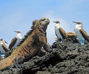 Científicos hallan por primera vez crías de iguana rosada en Galápagos