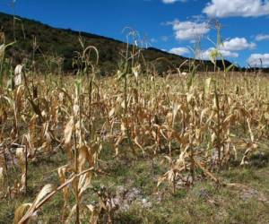 La pérdida de maíz es de cerca de 25% de la producción nacional. (Foto: Archivo).