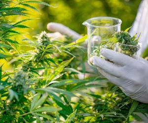 Researcher Taking a Few Cannabis Buds for Scientific Experiment.