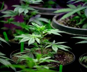 Close Up of a Young Hemp or Marijuana Plant Growing in a Nursery Getting Ready to be Planted in a Field