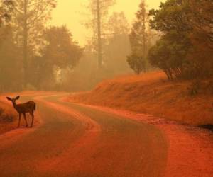 Un venado permanece cerca del fuego de los incendios cerca de Redding, California. Justin Sullivan/Getty Images/AFP