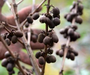 Coffee beans affected by the roya fungus in a plantation in Tegucigalpa, on May 22, 2014. The Central American coffee sector --with state assistance-- needs to act without delay to stop the roya disease, which in 2013 only caused a USD 1200 million loss. AFP PHOTO/Orlando SIERRA. (Photo by ORLANDO SIERRA / AFP)