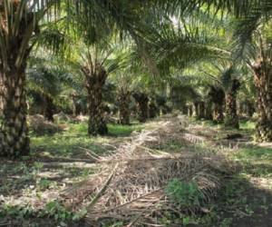 En Guatemala el cultivo de la palma africana ocupa 120.000 hectáreas, equivalente a 4% del total de la tierra cultivable del país.