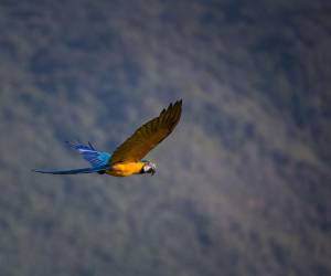 <i>Un guacamayo azulamarillo (Ara ararauna) es visto volando, en una imagen de archivo. EFE/ Miguel Gutiérrez</i>