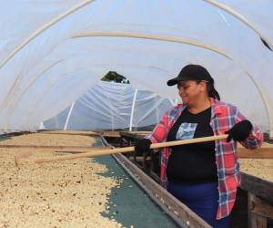 Certifican a empresas de café y de camarón de Honduras para exportar a China