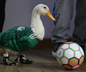 El pato Merlín posa con un balón de fútbol en Ciudad de México (México). EFE/Mario Guzmán
