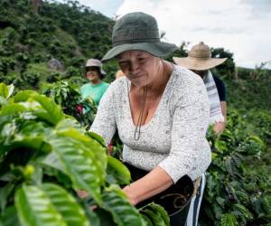 FAO: Igualdad en sistemas agroalimentarios acabaría con la inseguridad alimentaria de 45 millones