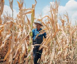 <i>Actualmente, más de nueve millones de personas en Centroamérica enfrentan dificultades para acceder a alimentos suficientes, una situación que podría empeorar con la intensificación de condiciones climáticas adversas. Nes / Getty Images</i>