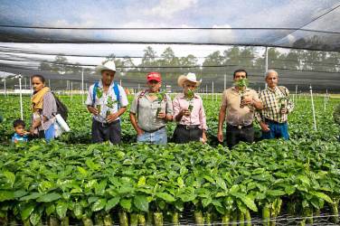 Las autoridades sostienen que la entrega masiva de plántulas fomentará empleo rural, mejorará la sostenibilidad ambiental y contribuirá a la recuperación de suelos degradados. Foto de cortesía