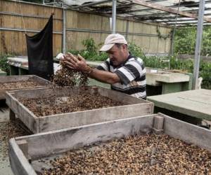 Costa Rica guarda un tesoro de semillas ante crisis climáticas o alimentarias