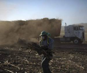 A worker piles up sugar cane to be loaded onto trucks in a sugarcane field in the village of San Julian, 56 km west of San Salvador on January 14, 2011. Thousands of people work during the sugarcane harvest season in El Salvador. A processing plant processes 12,000 tons of sugar cane per day. AFP PHOTO / Jose CABEZAS (Photo by Jose CABEZAS / AFP)