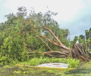 View of a fallen tree after the passage of Hurricane Delta in Cancun, Quintana Roo state, Mexico, on October 7, 2020. - Hurricane Delta slammed into Mexico's Caribbean coast early Wednesday, toppling trees, ripping down power lines and lashing a string of major beach resorts with winds of up to 110 miles (175 kilometers) per hour. (Photo by PEDRO PARDO / AFP)