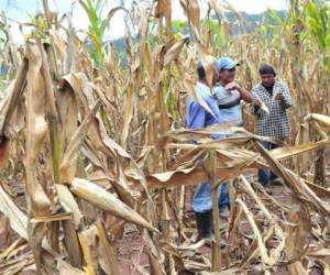 La mayoría de los afectados por la sequía son agricultores de subsistencia que cosechan una vez al año y viven en el llamado 'corredor seco' de Centroamérica. (Foto: Archivo).